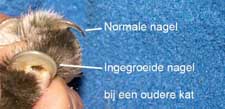 Let bij oude katten op de nagels